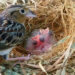 Conservation history was made in 2016 when the first captive-bred Florida grasshopper sparrow chicks hatched at the Rare Species Conservatory Foundation (RSCF) in Loxahatchee, Fla. (Photo credit: RSCF/www.rarespecies.org, CC BY 2.0, via flickr)