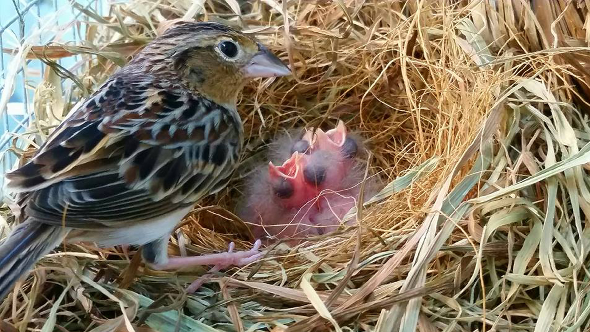 Conservation history was made in 2016 when the first captive-bred Florida grasshopper sparrow chicks hatched at the Rare Species Conservatory Foundation (RSCF) in Loxahatchee, Fla. (Photo credit: RSCF/www.rarespecies.org, CC BY 2.0, via flickr)