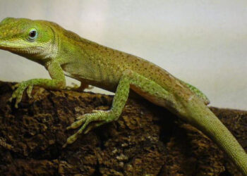 Anolis carolinensis or green anole (Robert Michniewicz, edited by Ark, CC BY-SA 3.0, via Wikimedia Commons)
