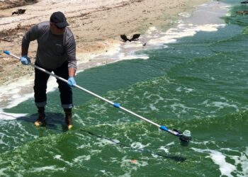 Brian Lapointe, Ph.D., collects samples from the Caloosahatchee River Estuary during a Microcystis bloom at North Shore Park in North Fort Myers in July 2018. (Photo credit: Brian Cousin)
