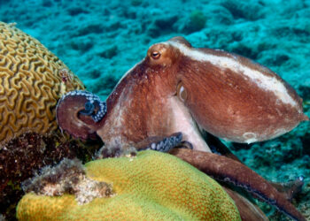 Octopus vulgaris (Photo: Evan D'Alessandro, Ph.D.)