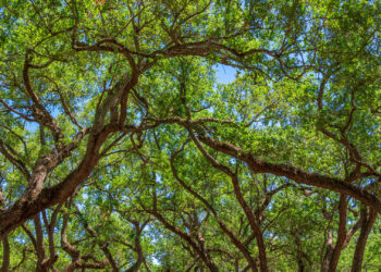 An intertwined network of Southern live oak tree branches (iStock image)