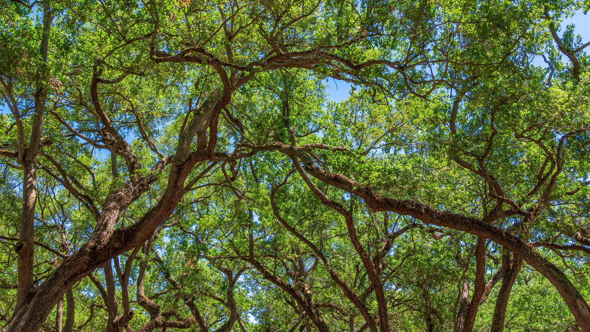 An intertwined network of Southern live oak tree branches (iStock image)