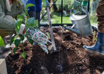 Planting in a community garden (iStock image)
