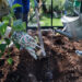 Planting in a community garden (iStock image)