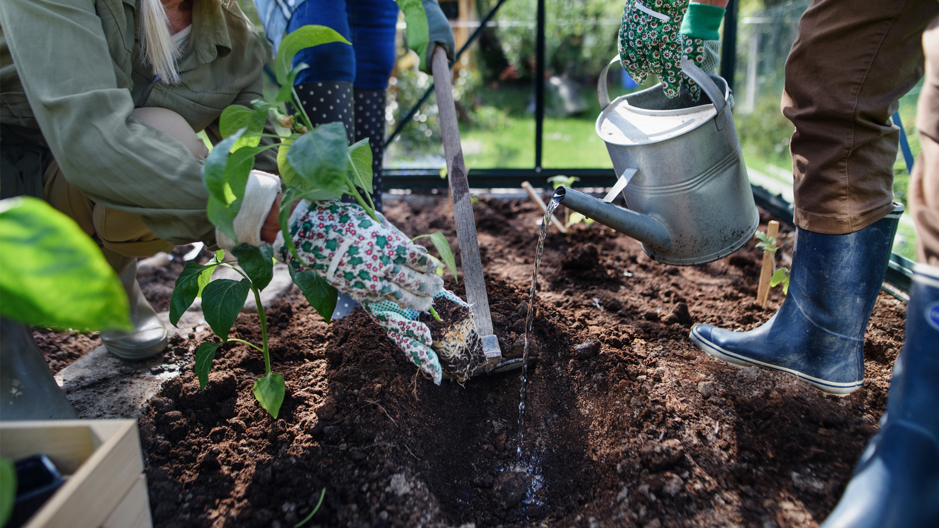 Planting in a community garden (iStock image)