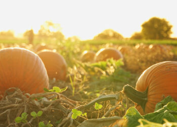 Pumpkins in the sun (iStock image)
