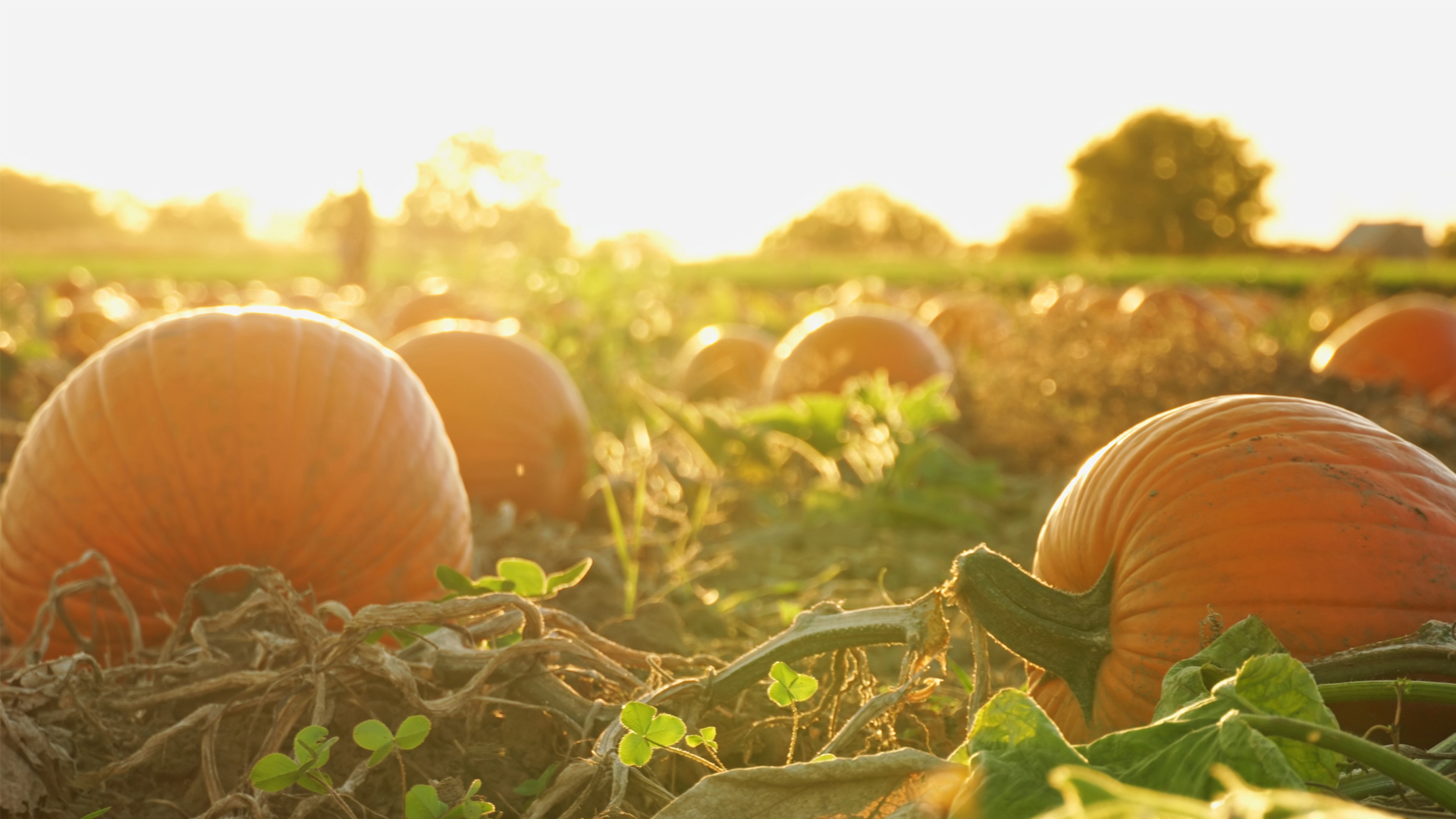 Pumpkins in the sun (iStock image)
