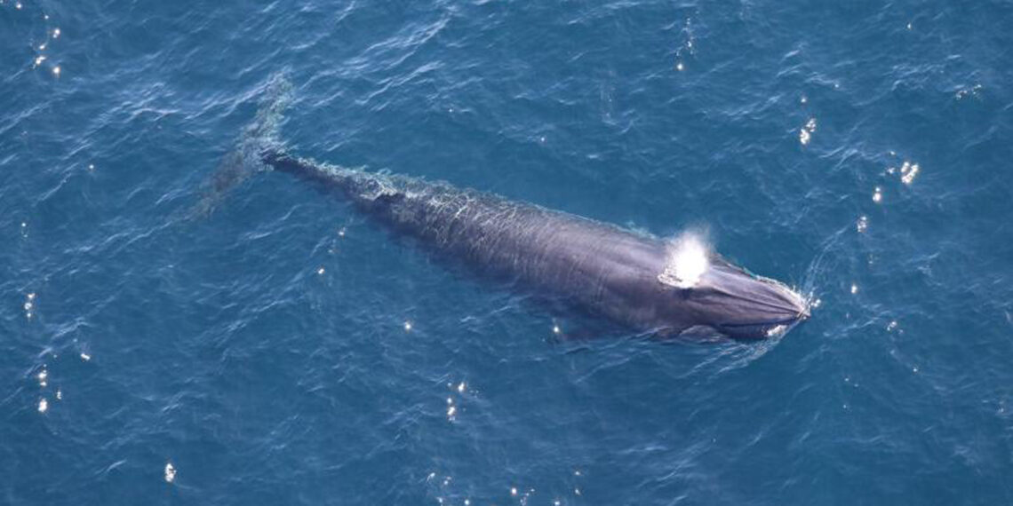 One of two Rice’s whales observed by the Southeast Fisheries Science Center in the western Gulf of Mexico during an aerial survey on April 11, 2024. (Credit: NOAA Fisheries/Paul Nagelkirk, Permit #21938)