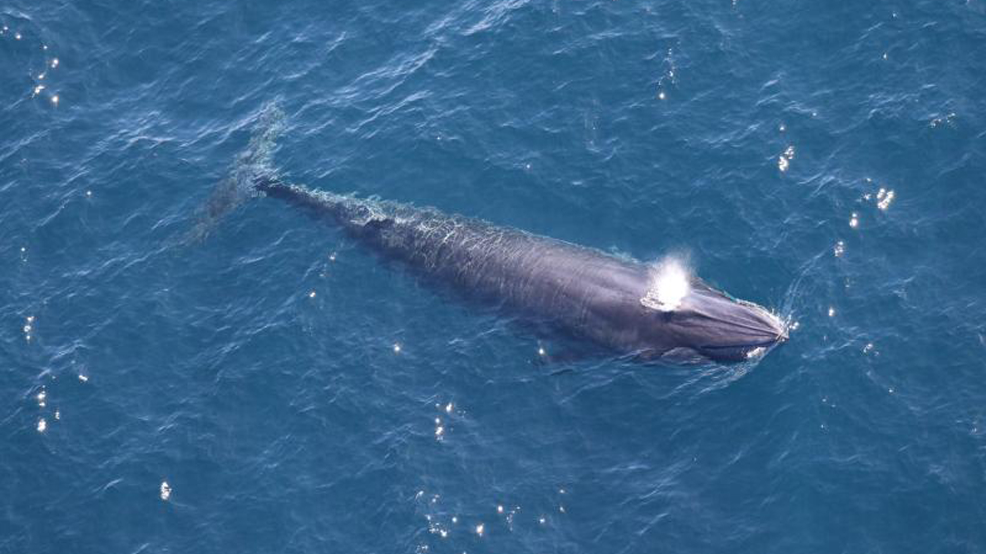 One of two Rice’s whales observed by the Southeast Fisheries Science Center in the western Gulf of Mexico during an aerial survey on April 11, 2024. (Credit: NOAA Fisheries/Paul Nagelkirk, Permit #21938)