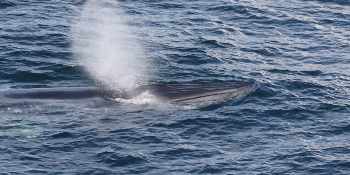 A Rice's whale swimming at the surface of the ocean. (Credit: NOAA SEFSC, ESA/MMPA permit #21938)
