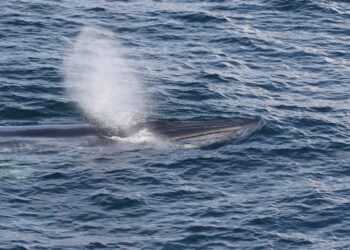 A Rice's whale swimming at the surface of the ocean. (Credit: NOAA SEFSC, ESA/MMPA permit #21938)