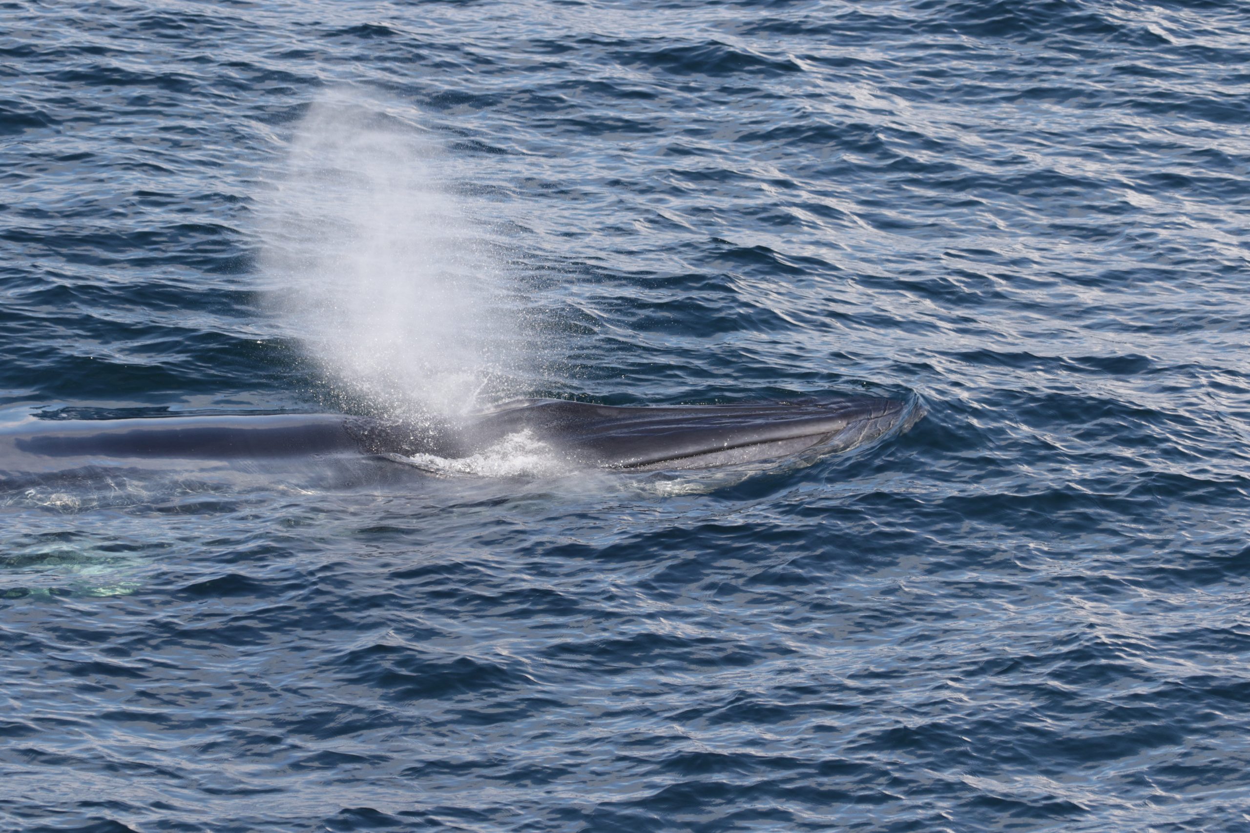 Turtle Secretary Turtles and whales are endangering us, defense secretary claims | The ...