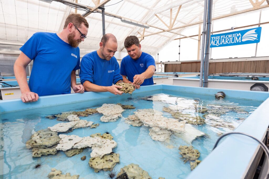 The Florida Aquarium’s Senior Biologist Matt Wade and Biologist Alex Petrosino examine a juvenile cultured urchin with UF/IFAS Associate Professor Josh Patterson at the aquarium’s Coral Conservation and Research Center in Apollo Beach. (Courtesy, Cat Wofford, UF/IFAS photography)