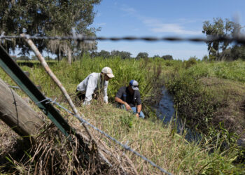Dyllan Furness, co-owner of Furness family farms, left, and Jonael Bosques, director of UF/IFAS Extension Hardee County, near a creek on the Furness family farms in Hardee County. (Courtesy Tyler Jones, UF/IFAS photography)