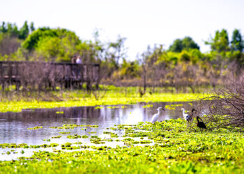 Paynes Prairie Preserve State Park in Alachua County (iStock image)