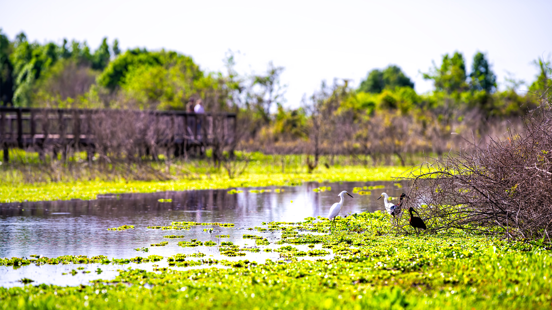 Paynes Prairie Preserve State Park in Alachua County (iStock image)