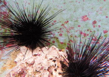 Urchins at the Florida Aquarium (Courtesy, Cat Wofford, UF/IFAS photography)