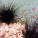 Urchins at the Florida Aquarium (Courtesy, Cat Wofford, UF/IFAS photography)