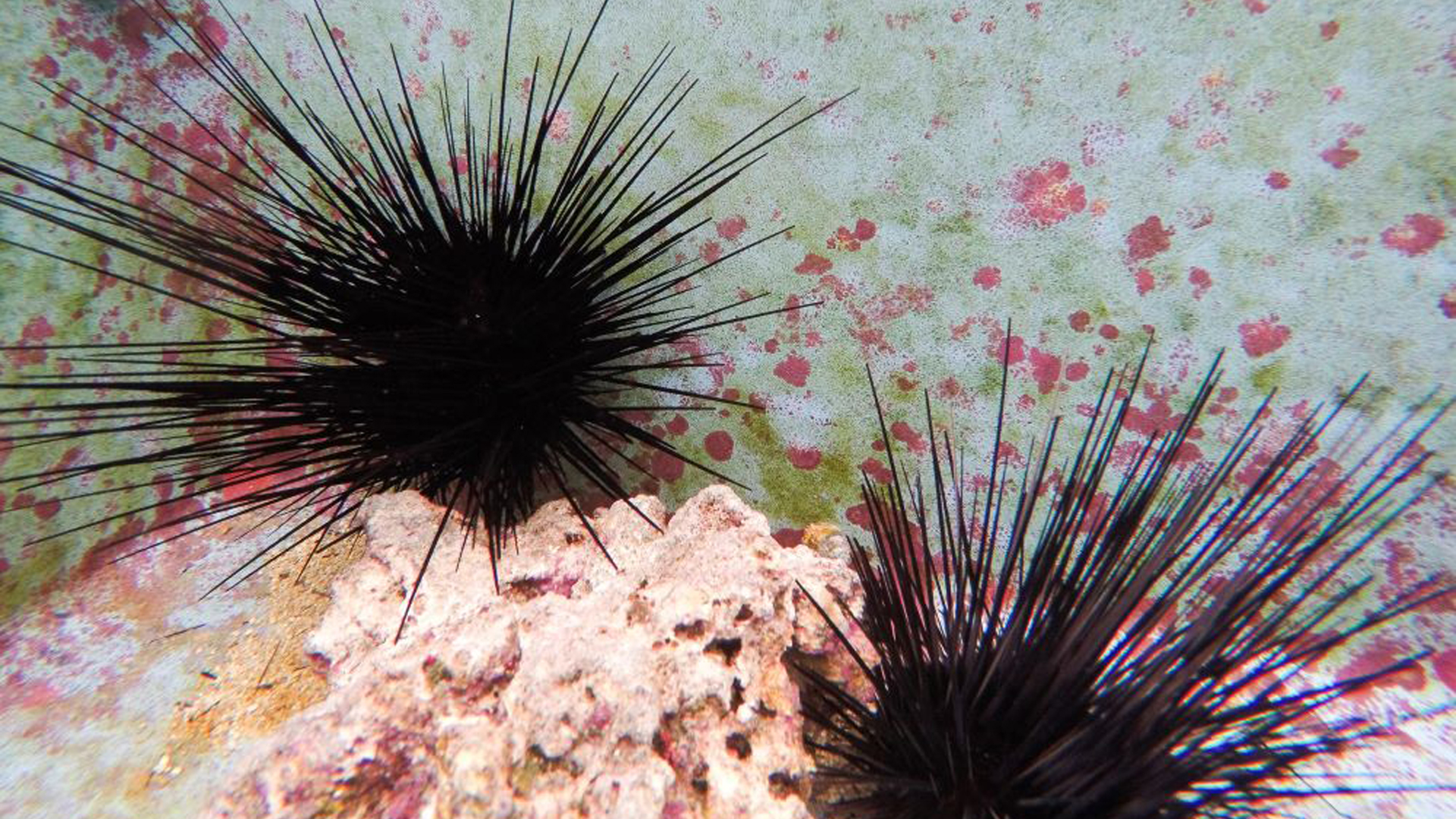 Urchins at the Florida Aquarium (Courtesy, Cat Wofford, UF/IFAS photography)