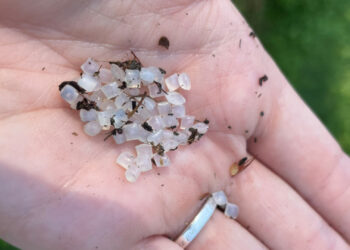 A hand holding plastic pellets (The Public Interest Network staff)