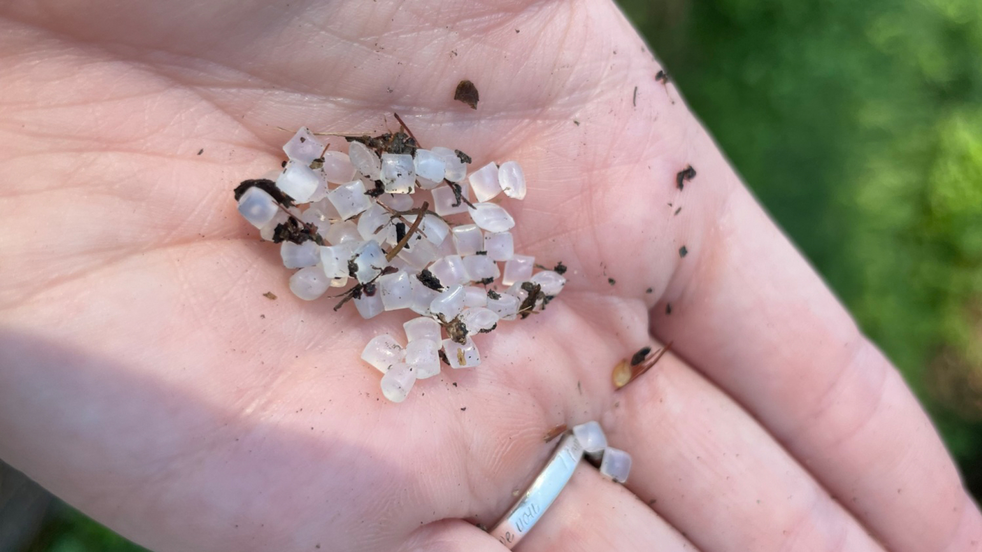 A hand holding plastic pellets (The Public Interest Network staff)