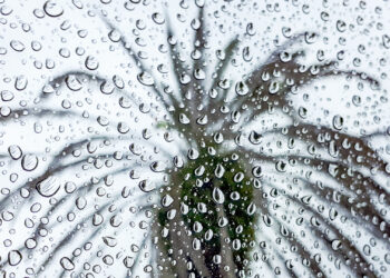 Raindrops on a window with a palm tree outside (iStock image)