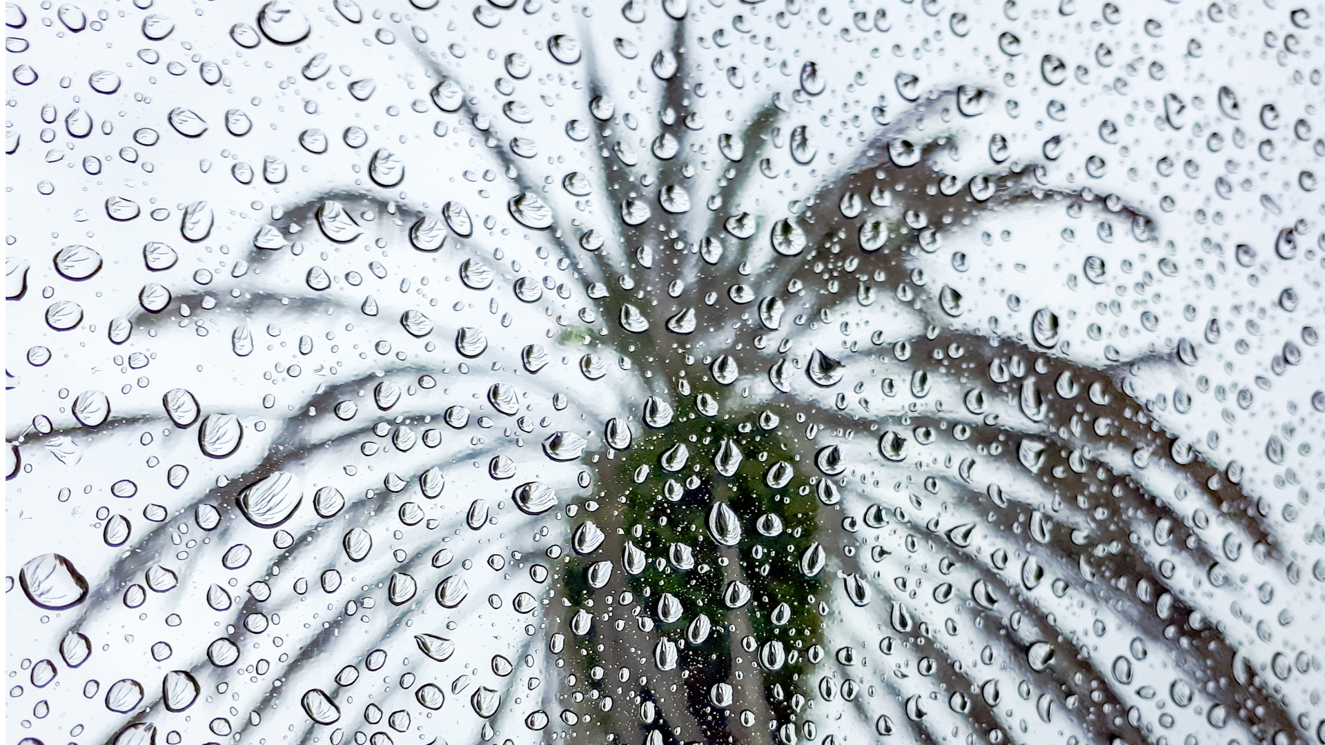 Raindrops on a window with a palm tree outside (iStock image)