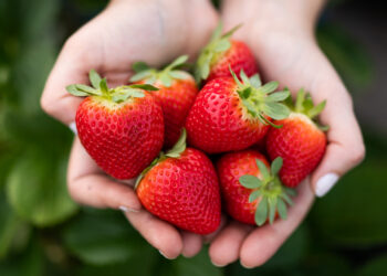 Hands holding strawberries. (Courtesy, UF/IFAS photography)