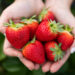 Hands holding strawberries. (Courtesy, UF/IFAS photography)