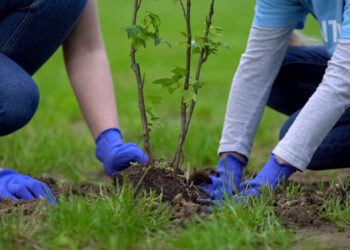 Two volunteers planting a tree together (iStock image)