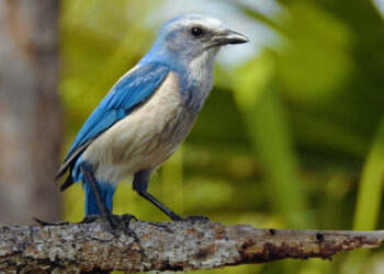 A Florida Scrub Jay at Merritt Island National Wildlife Refuge (iStock image)