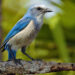 A Florida Scrub Jay at Merritt Island National Wildlife Refuge (iStock image)