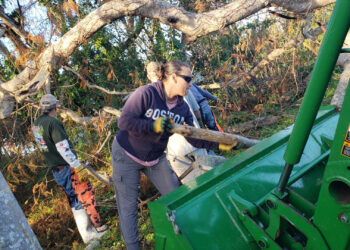 Staff members, including Sarah Mercier (center), help clear away tree limbs downed by Hurricane Helene and Milton. (Florida Museum)