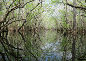 The Apalachicola River basin area (Photo by Doug Alderson)
