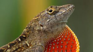 A brown anole lizard, one of the invasive species found in South Florida. (Photo: Hunter Howell)