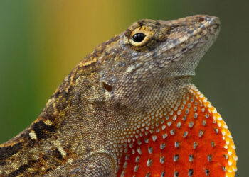 A brown anole lizard, one of the invasive species found in South Florida. (Photo: Hunter Howell)
