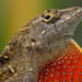 A brown anole lizard, one of the invasive species found in South Florida. (Photo: Hunter Howell)