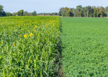 A field of mixed cover crops next to alfalfa on a farm (iStock image)