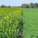 A field of mixed cover crops next to alfalfa on a farm (iStock image)