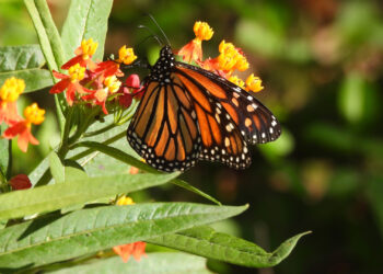 A monarch butterfly perched on a milkweed flower (iStock image)