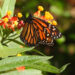 A monarch butterfly perched on a milkweed flower (iStock image)