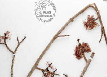 Red maples (Acer rubrum) are one of the first plants to bloom in eastern North America during late winter and spring, but depending on how fast temperatures increase, they could be outpaced by plants that typically flower later in the year. (Florida Museum of Natural History herbarium image, CC BY)