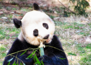 A giant panda eats bamboo (iStock image)