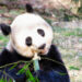 A giant panda eats bamboo (iStock image)