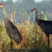 sandhill cranes