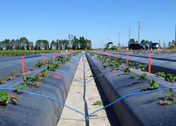 Researchers at the UF/IFAS Gulf Coast Research and Education Center used microsprinklers to test on/off programs. (Courtesy, Shinsuke Agehara, UF/IFAS)