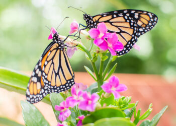 Monarch butterflies (iStock image)