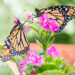 Monarch butterflies (iStock image)