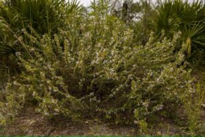Ashe’s calamint is a state-threatened plant in the genus Clinopodium, which researchers suspect may contain species that have yet to be described. (Kristen Grace/Florida Museum, CC BY)